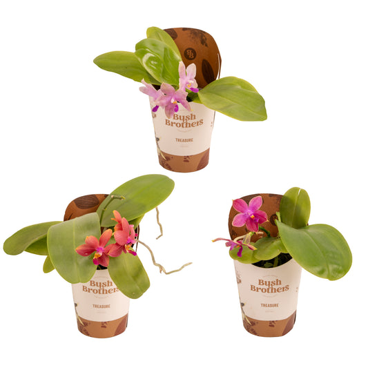 Phalaenopsis Hybrid 20cm 12cm Pot