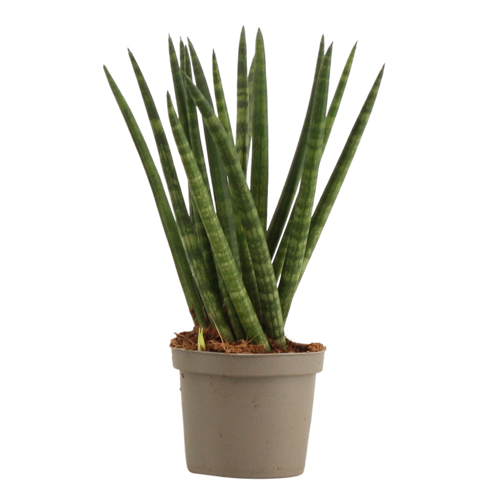 Sansevieria cylindrica 25cm 9cm Pot