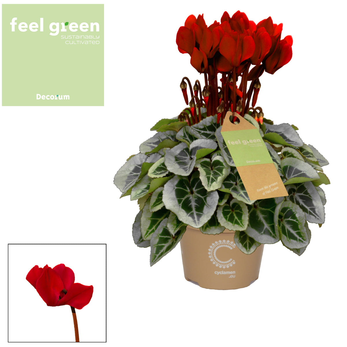 Cyclamen Picasso 25cm 10.5cm Pot