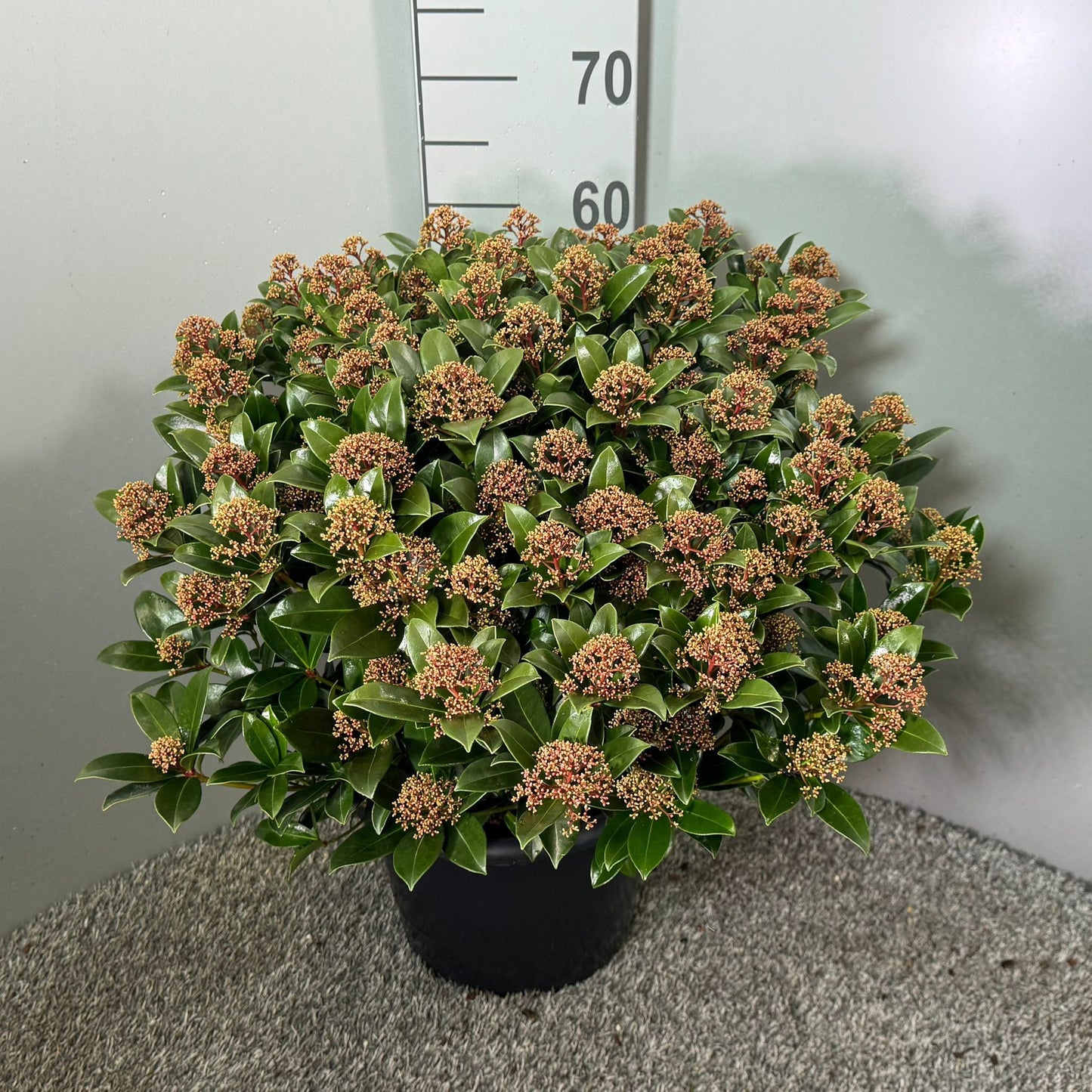 Skimmia japonica Pink Dwarf 65cm 31cm Pot