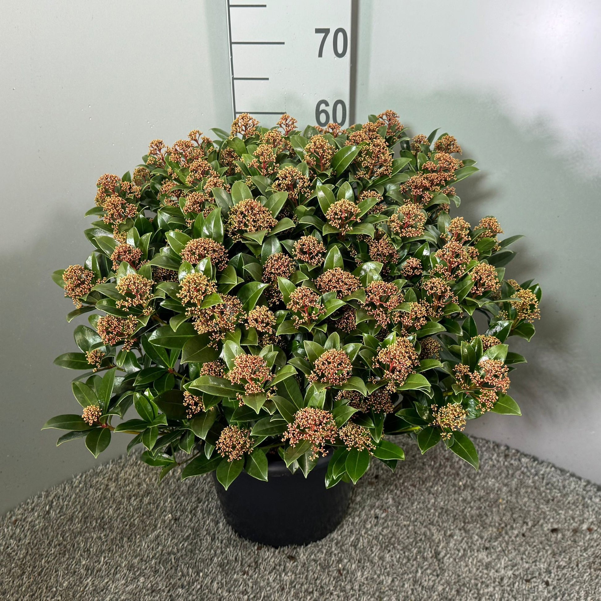 Skimmia japonica Pink Dwarf 65cm 31cm Pot