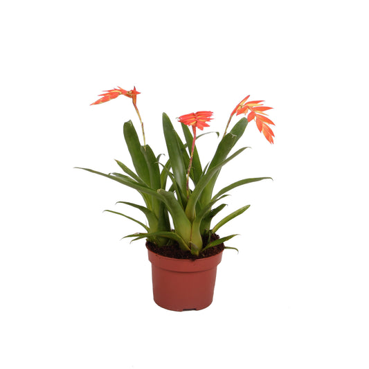 Tillandsia dyeriana 30cm 12cm Pot