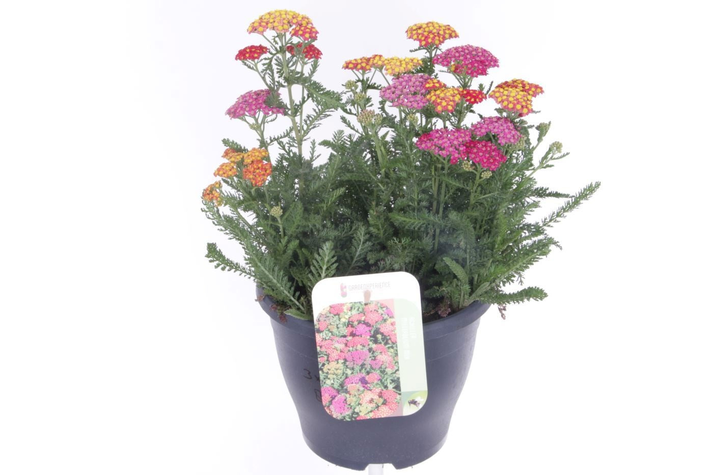 Achillea Milly Rock Yellow 45cm 23cm Pot