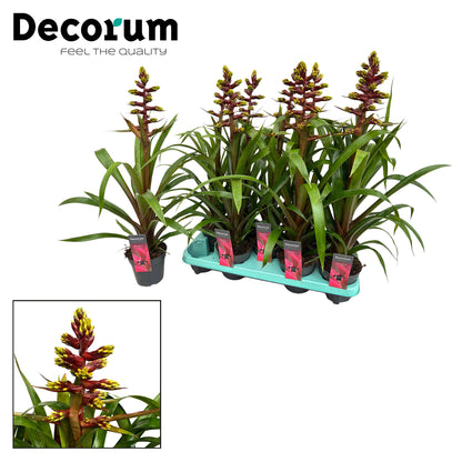 Guzmania 60cm 13cm Pot