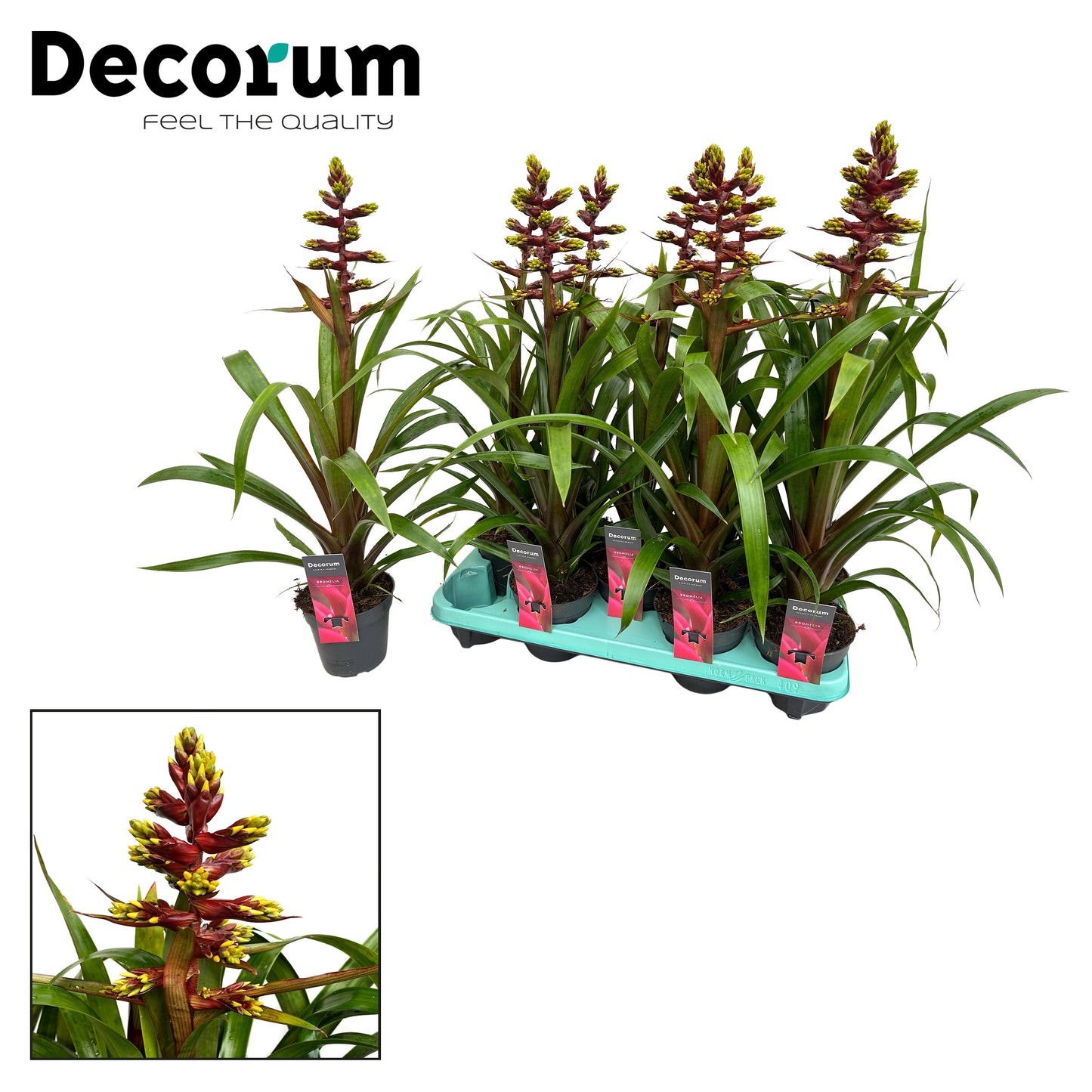 Guzmania 60cm 13cm Pot