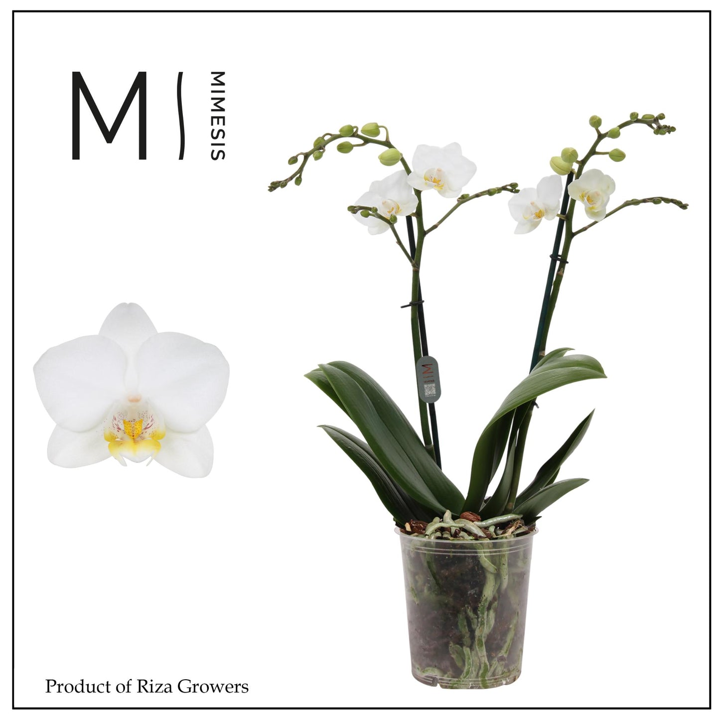 Riza Ter Laak Orchios Phalaenopsis mf. Snowflake Pack of 10