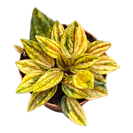 Peperomia Rosso 15cm 7cm Pot