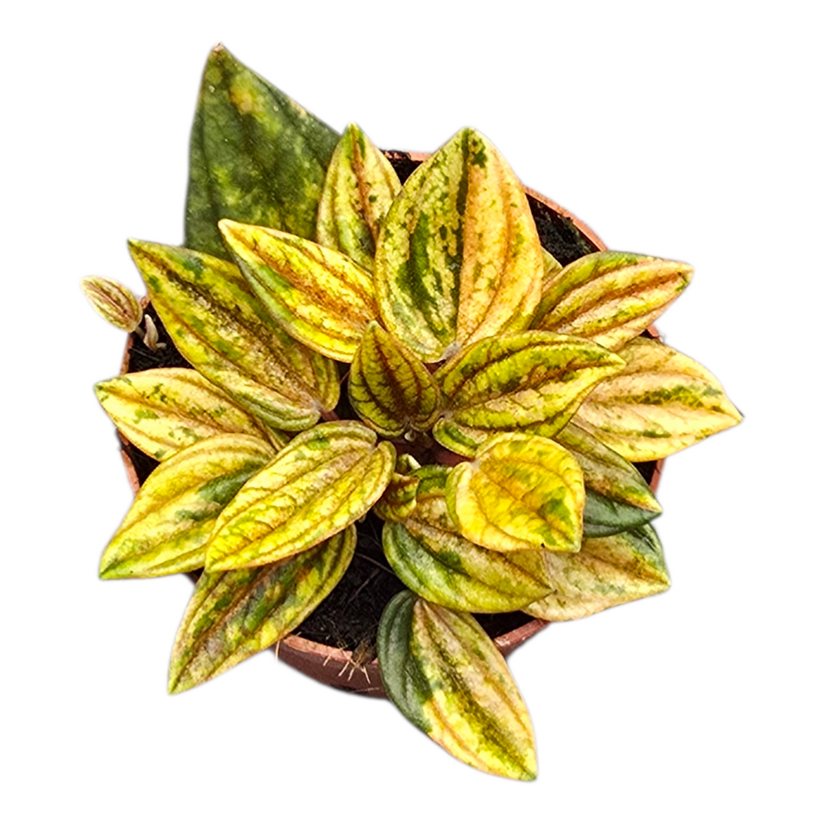 Peperomia Rosso 15cm 7cm Pot