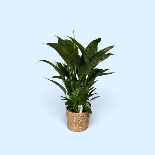 Spathiphyllum Sweet Lauretta 95cm 21cm Pot