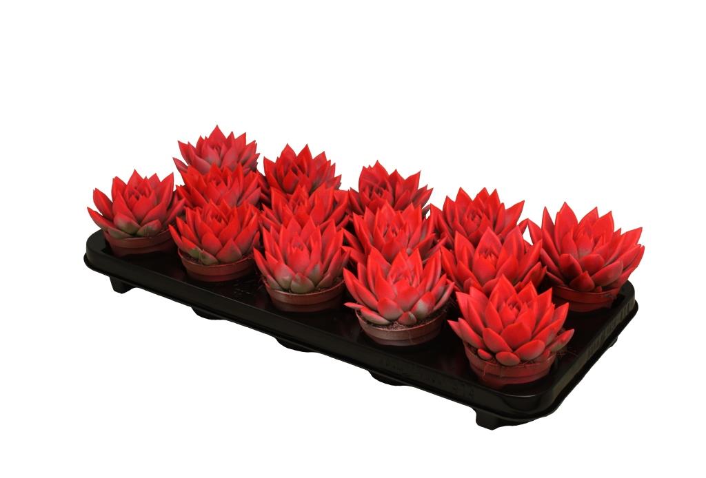 Echeveria colored red 11cm 8.5cm Pot