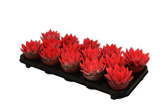 Echeveria colored red 11cm 8.5cm Pot