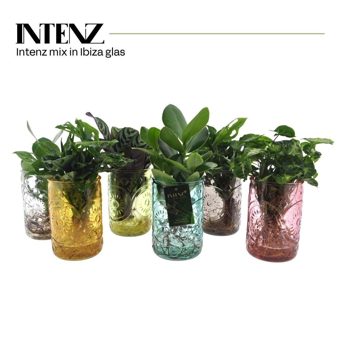 Foliage houseplants mix 30cm 12cm Pot
