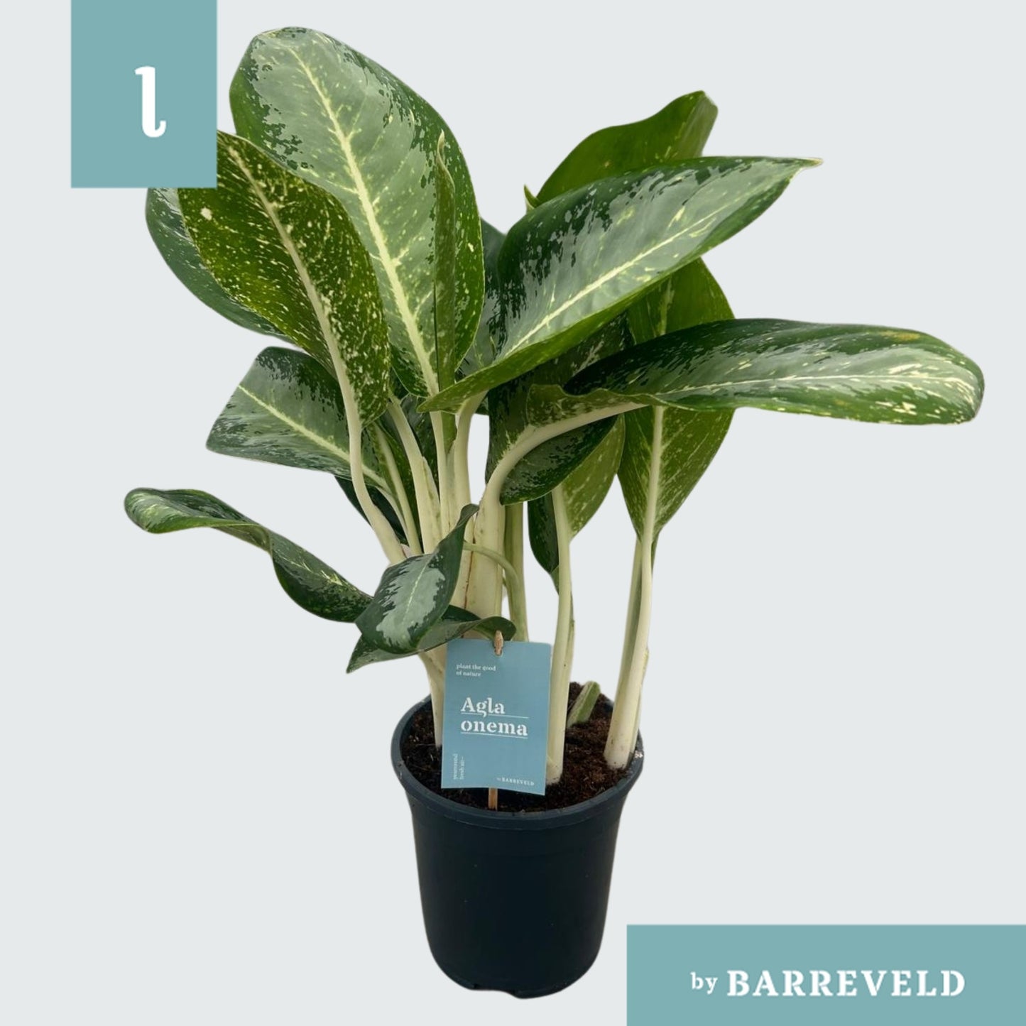 Aglaonema Anouk 60cm 17cm Pot