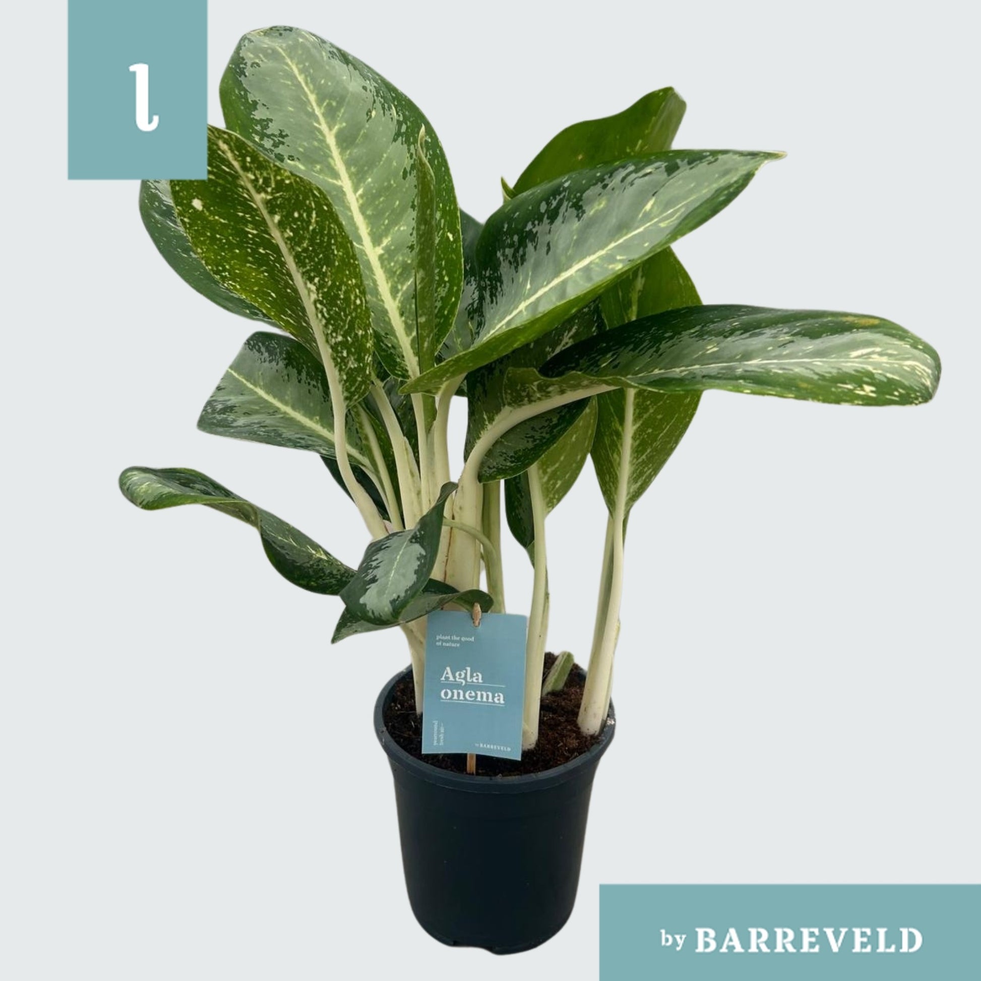 Aglaonema Anouk 60cm 17cm Pot