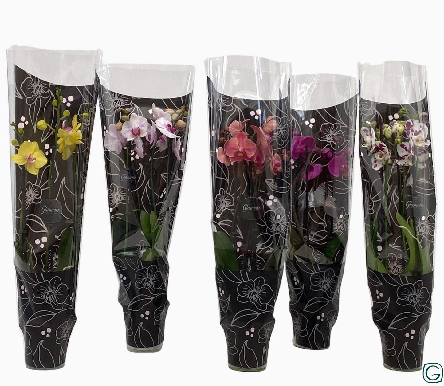 Phalaenopsis mix 4 colors 65cm 12cm Pot