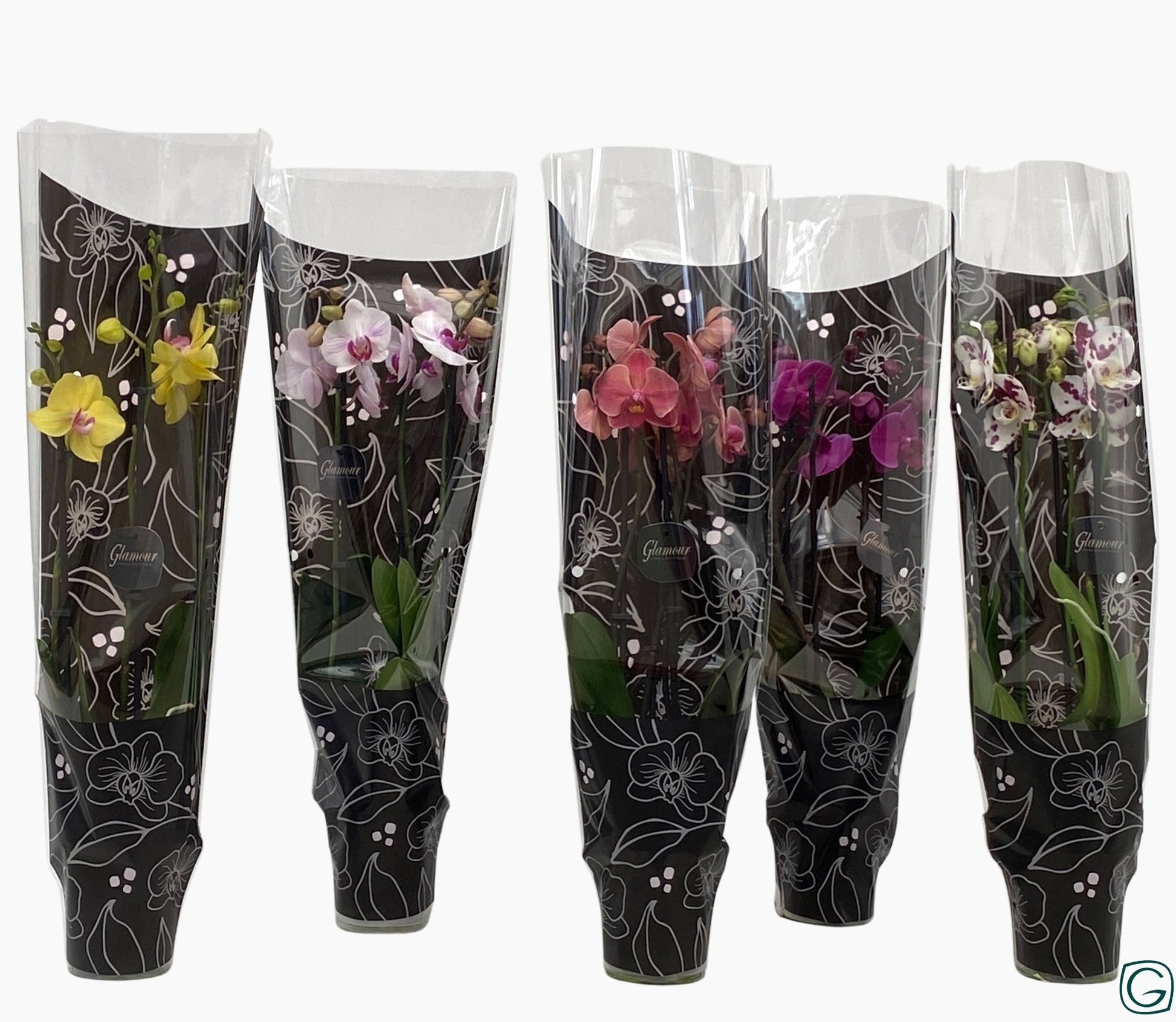 Phalaenopsis mix 4 colors 65cm 12cm Pot