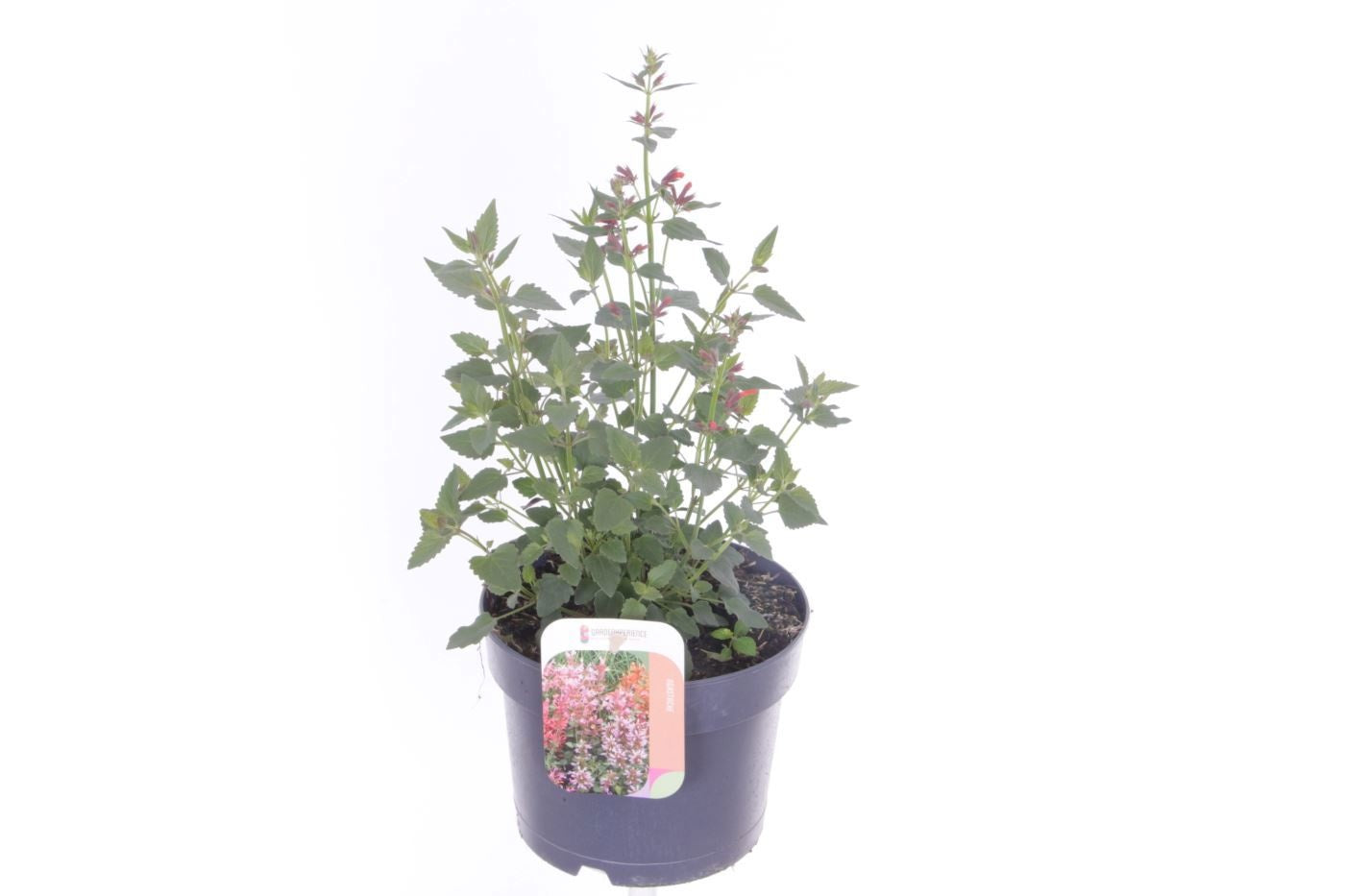Agastache Hybrid 35cm 17cm Pot