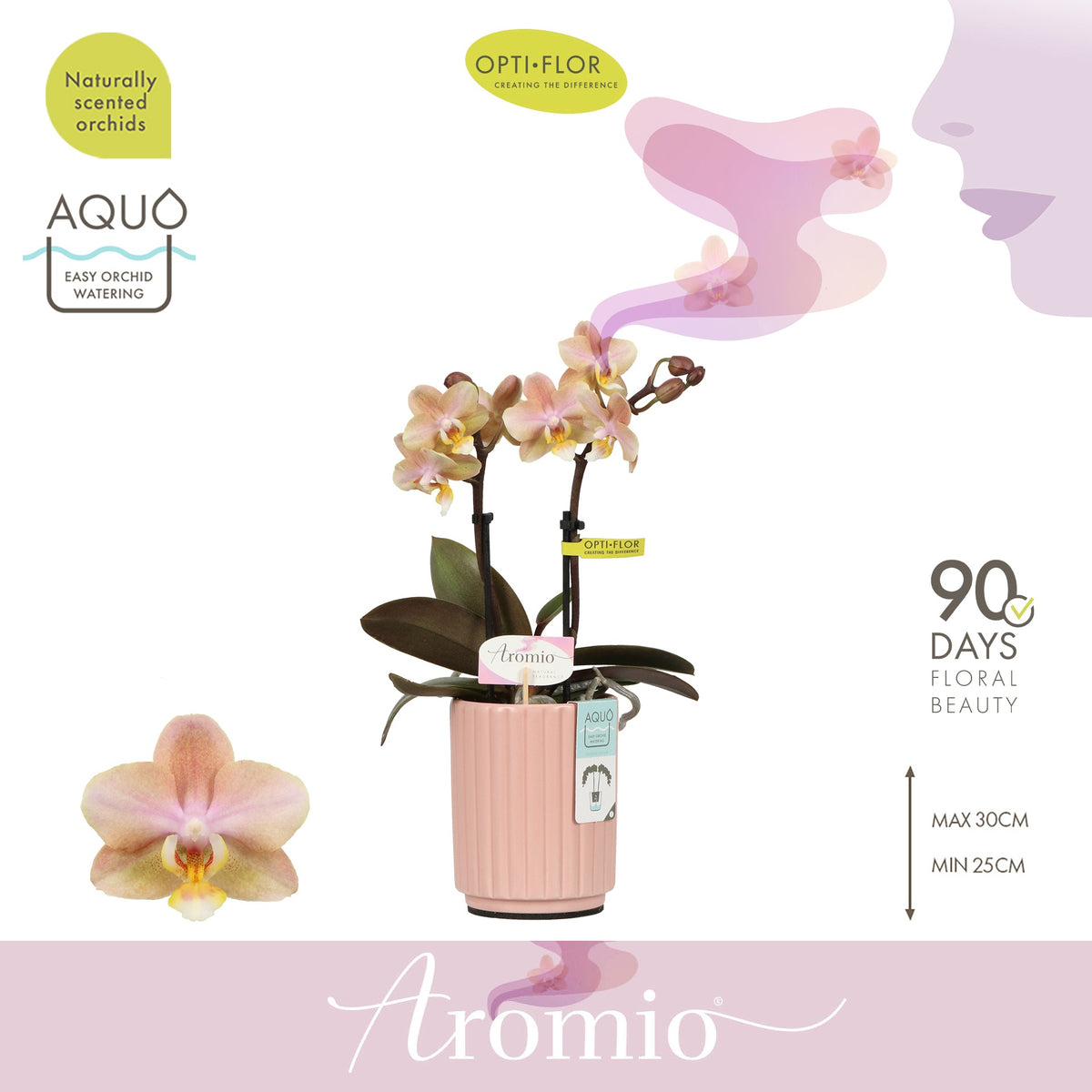 Phalaenopsis mf. Aromio Honey 25cm 7cm Pot