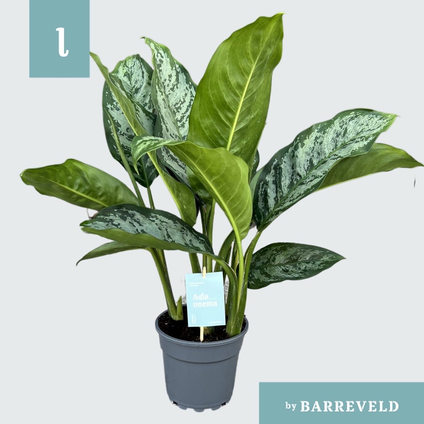 Barreveld, kwekerij de Aglaonema Chantal Pack of 6