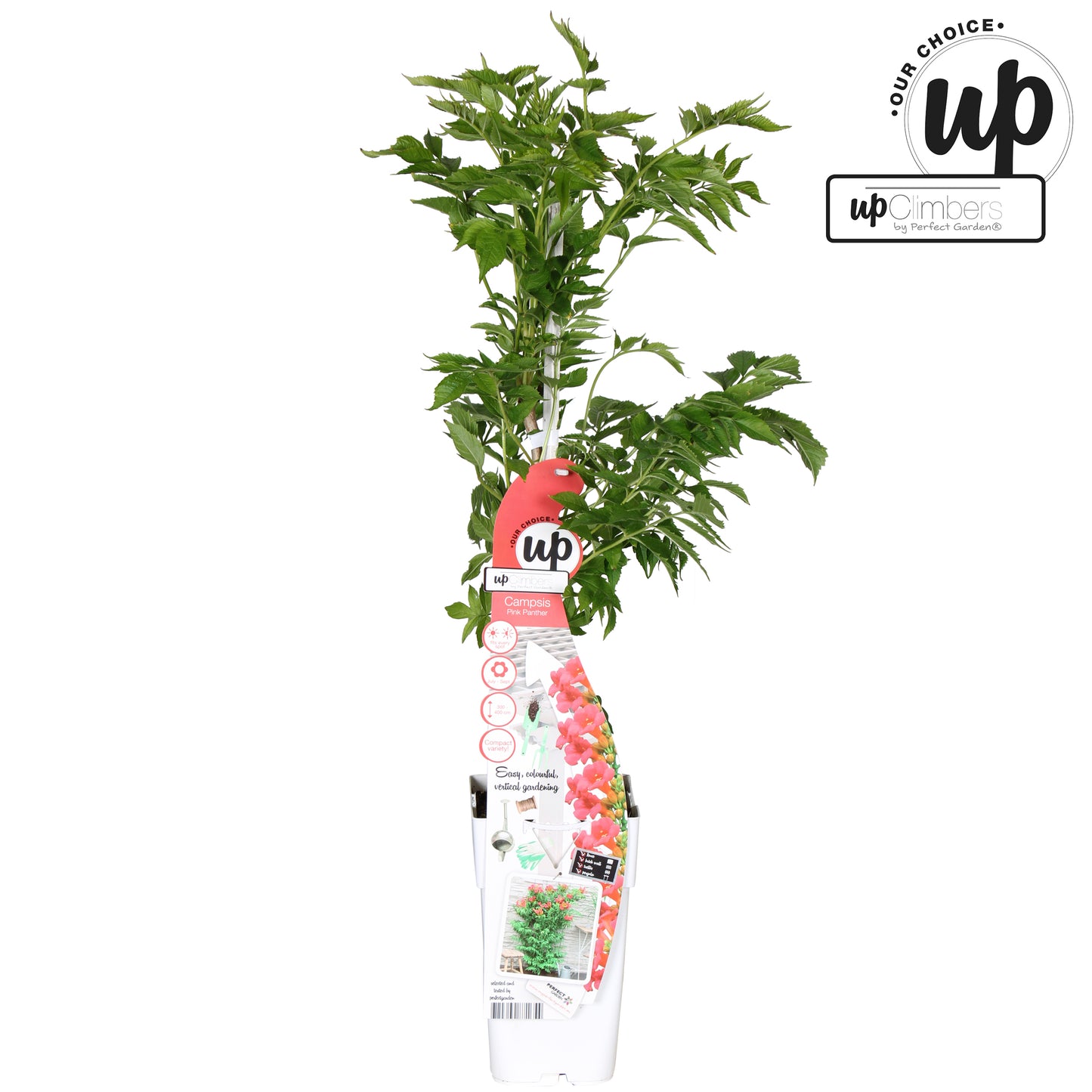 Campsis Pink Panther 65cm 15cm Pot