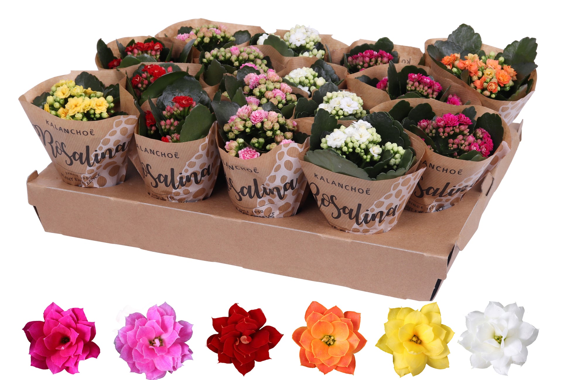 Kalanchoe Rosalina mix 12cm 6cm Pot