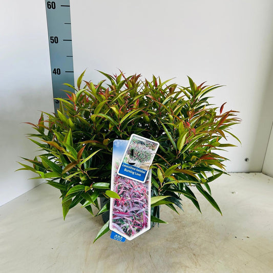 Leucothoe keiskei Burning Love 40cm 23cm Pot