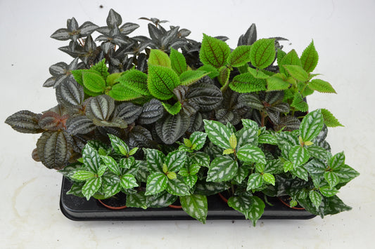 Pilea mix 12cm 7cm Pot
