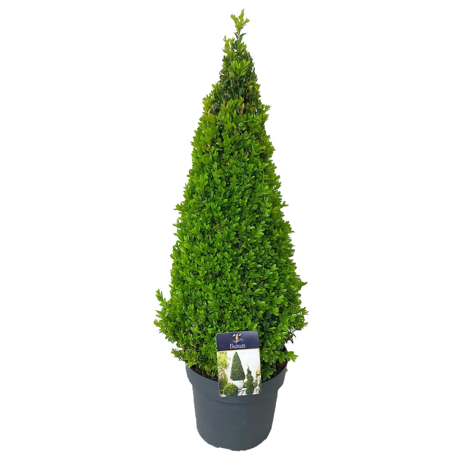 Buxus sempervirens ball 80cm 24cm Pot