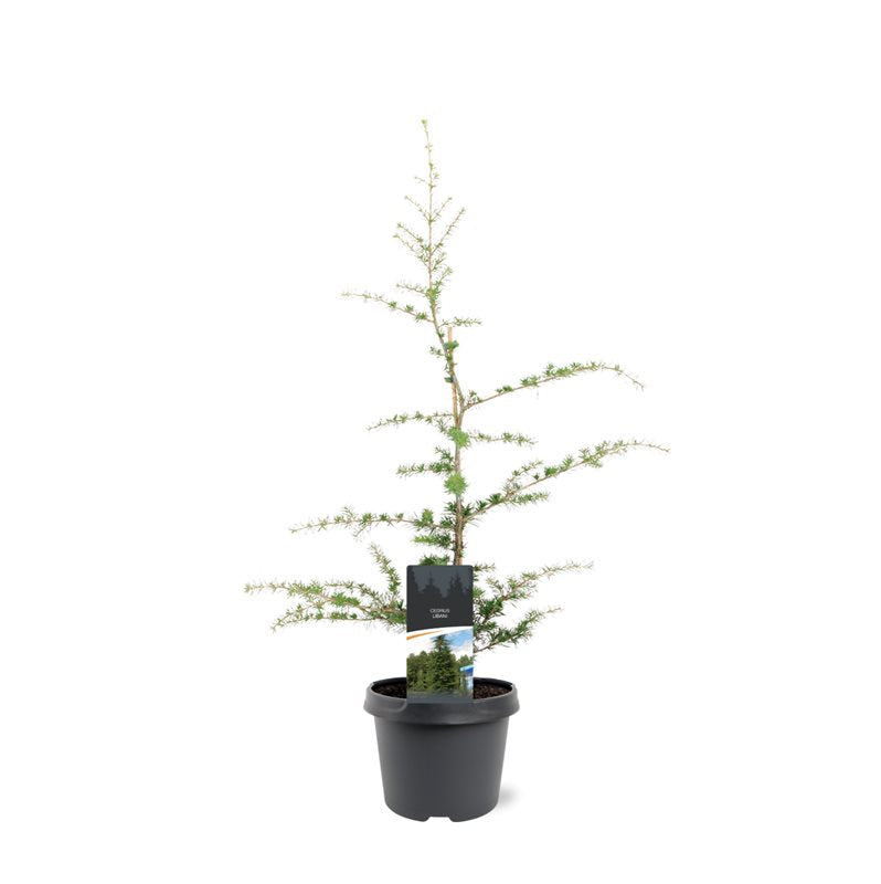 Cedrus libani 65cm 19cm Pot