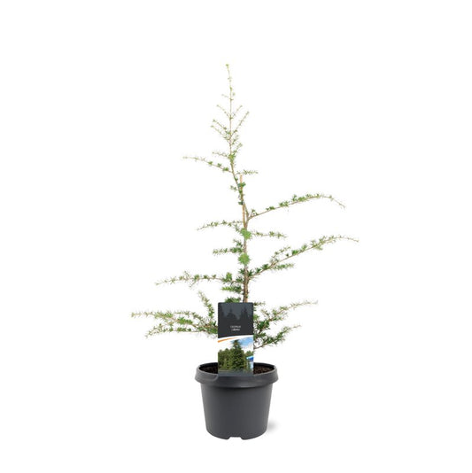 Cedrus libani 65cm 19cm Pot