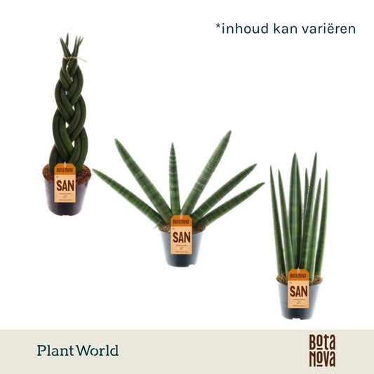 Sansevieria cylindrica 30cm 8.5cm Pot