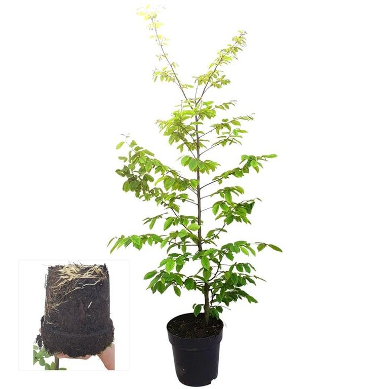 Carpinus betulus 120cm 21cm Pot