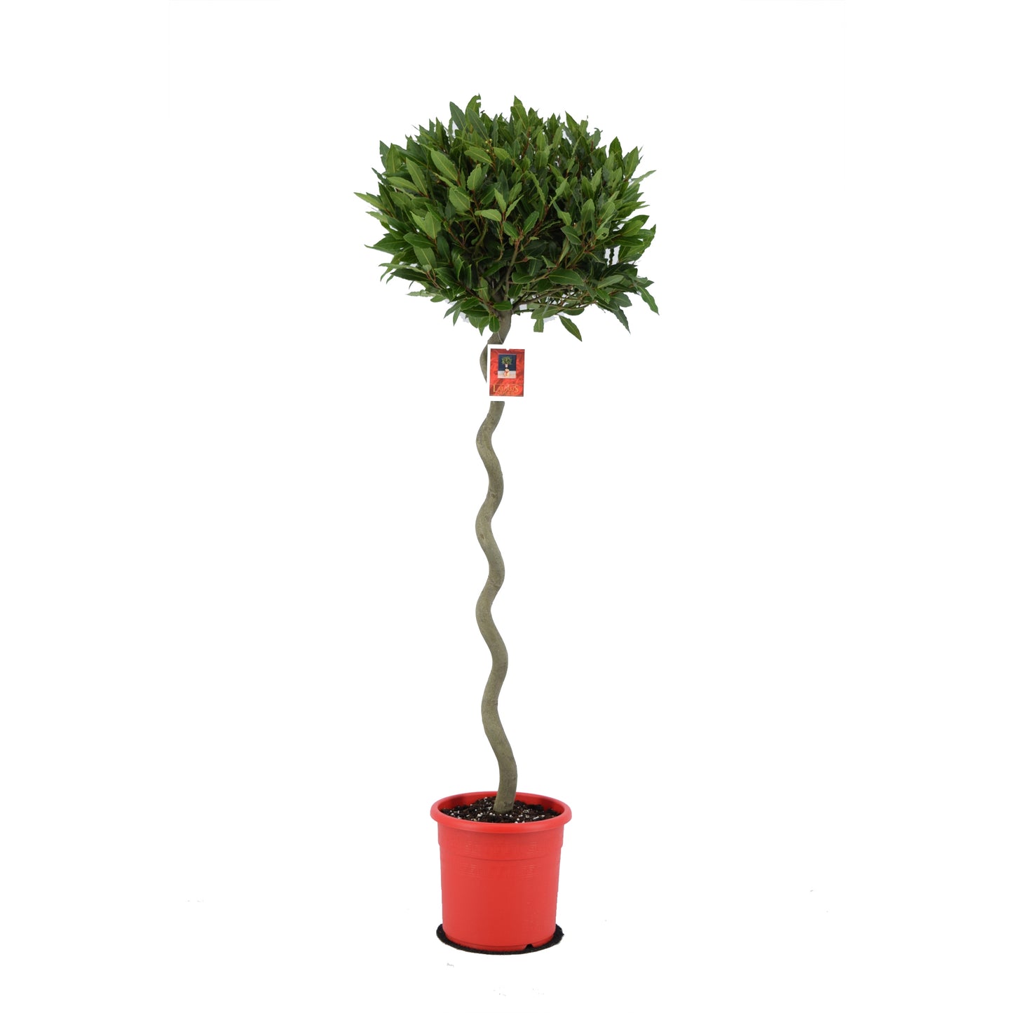Laurus nobilis 160cm 25cm Pot