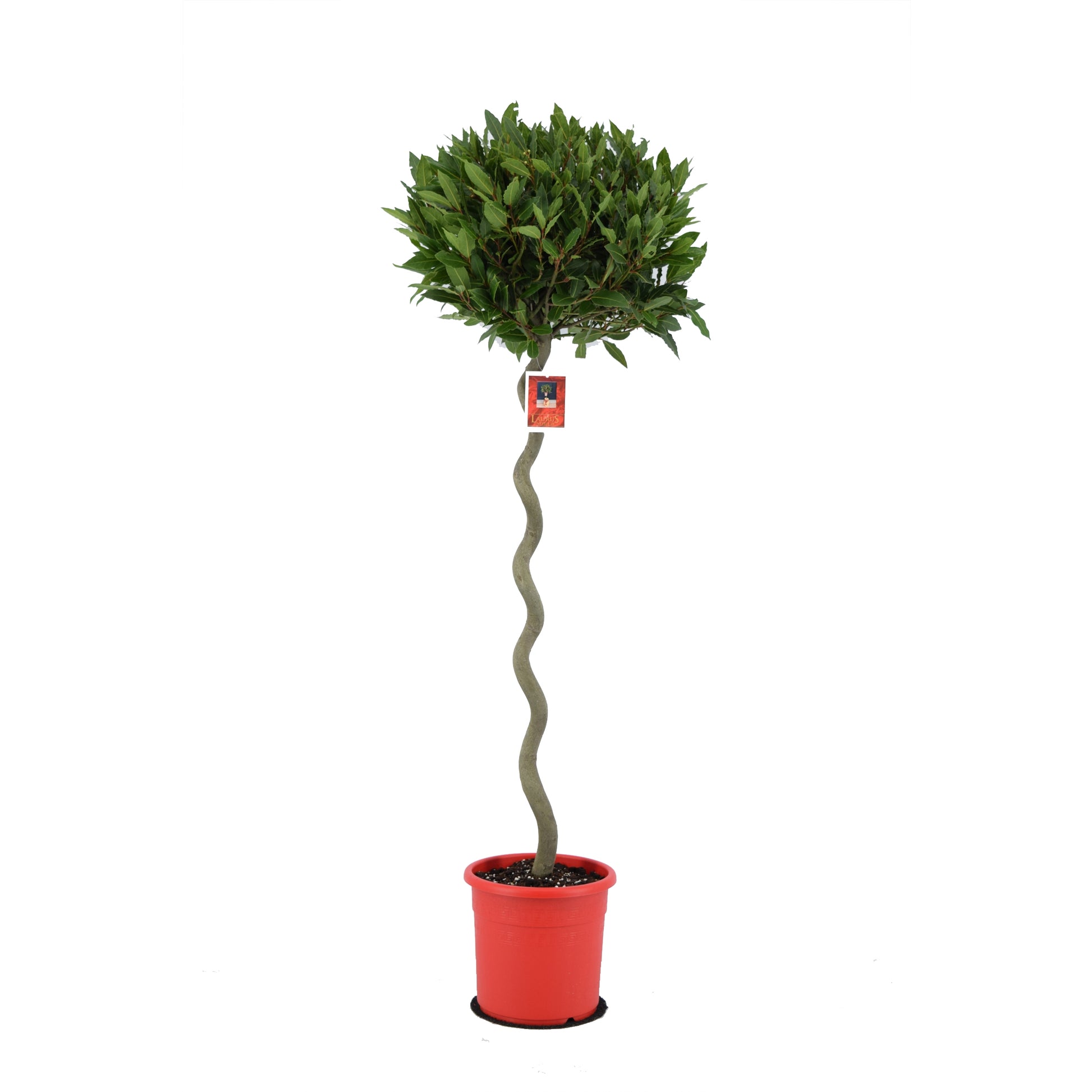 Laurus nobilis 160cm 25cm Pot