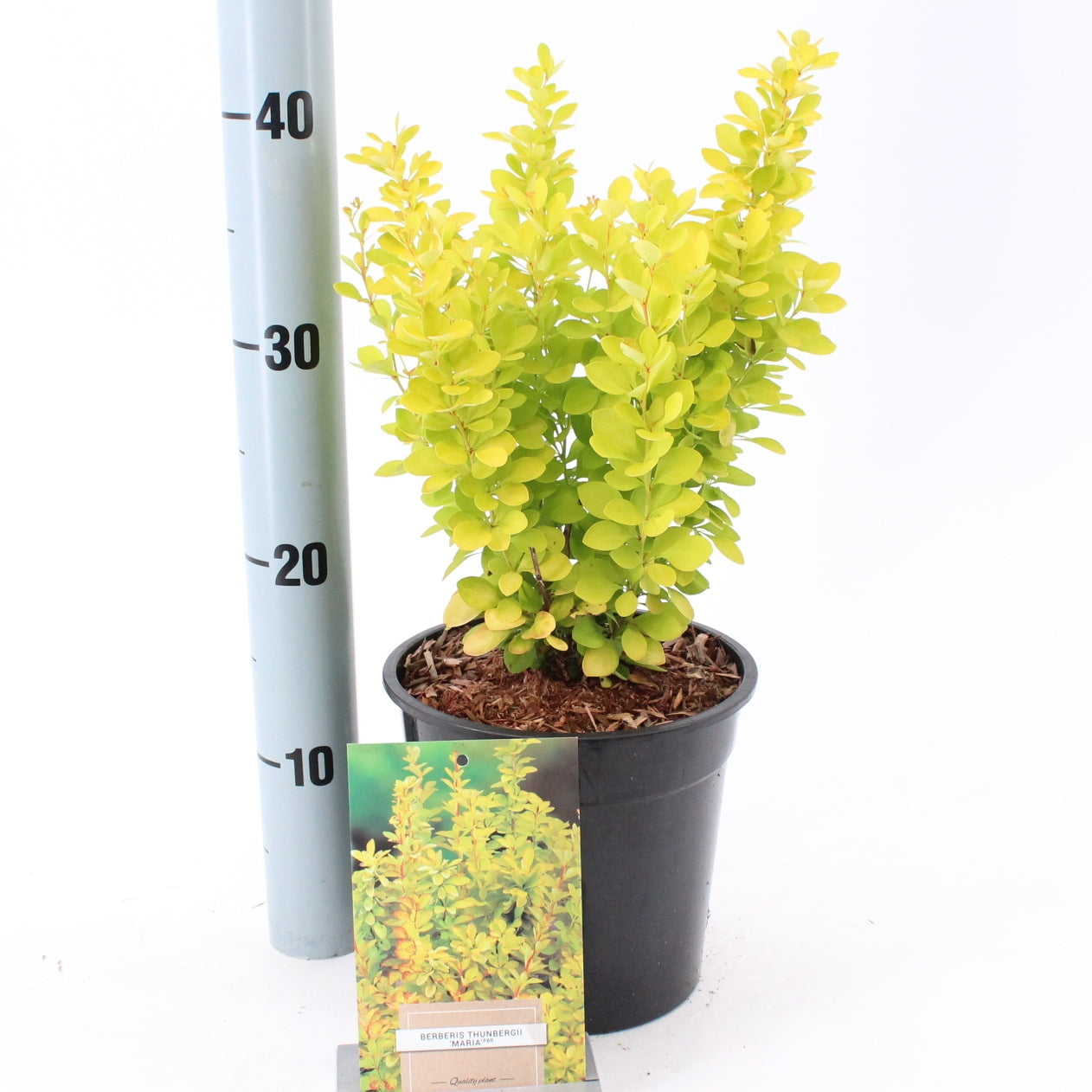 Berberis thunbergii 25cm 17cm Pot