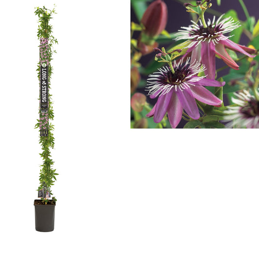 Passiflora violacea Viktoria pyramide 210cm 23cm Pot