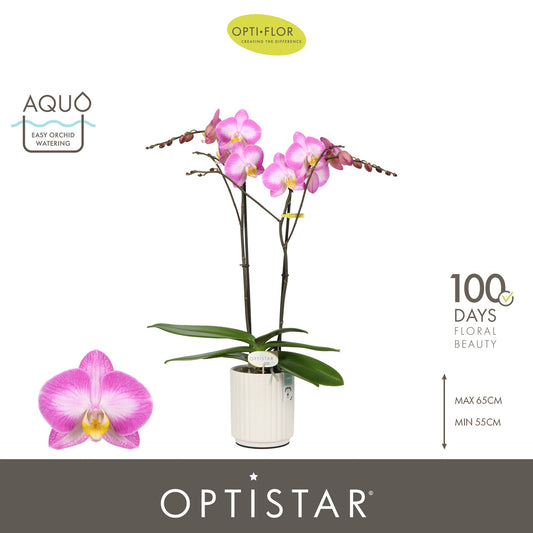 Phalaenopsis purple 60cm 12cm Pot