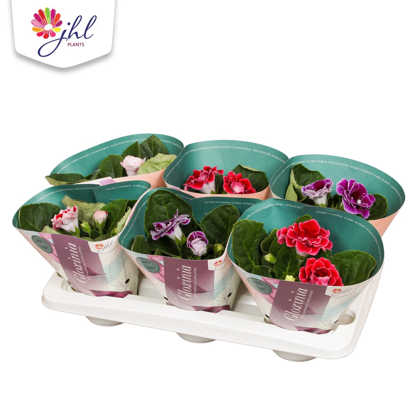 Sinningia Brocade mix 20cm 12cm Pot