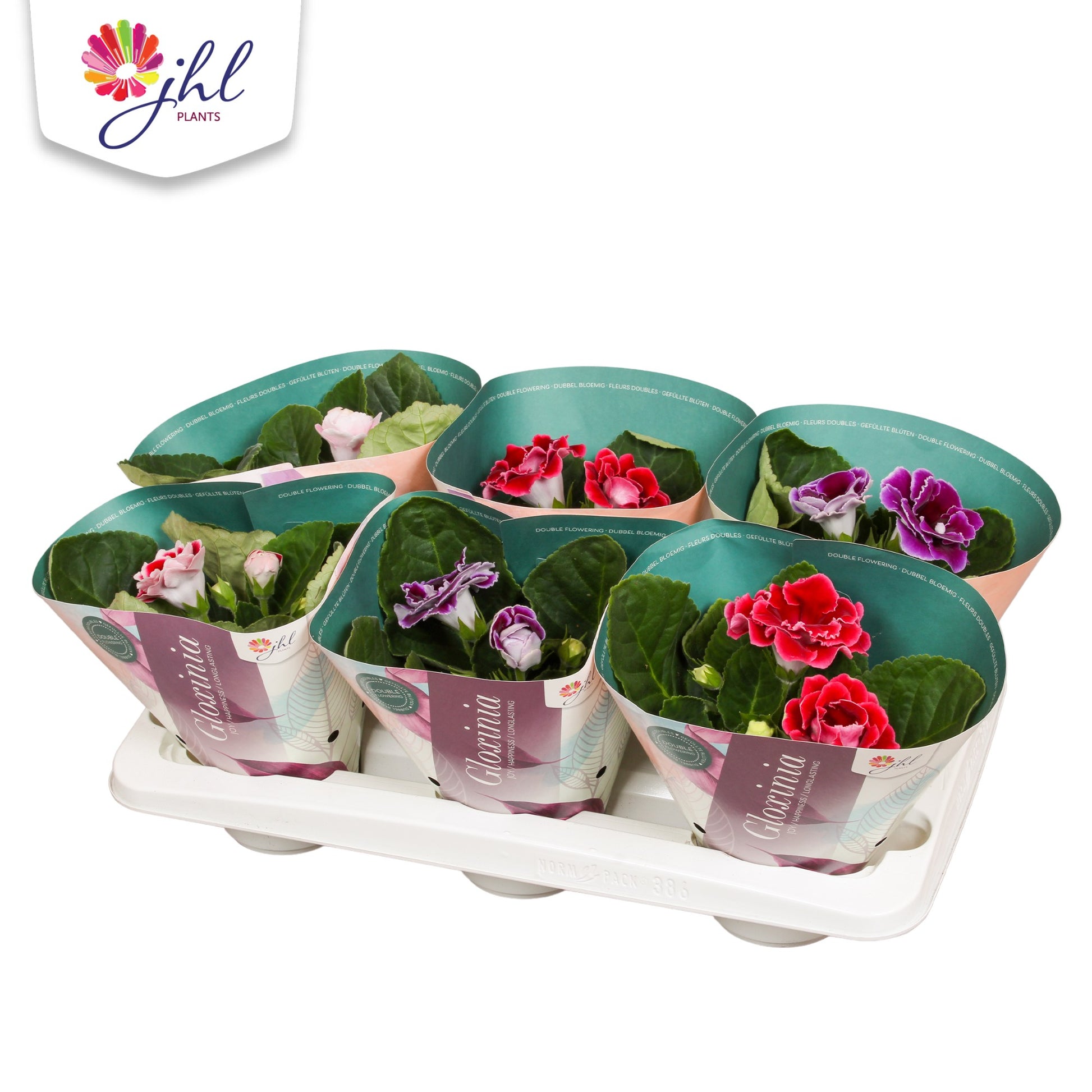 Sinningia Brocade mix 20cm 12cm Pot