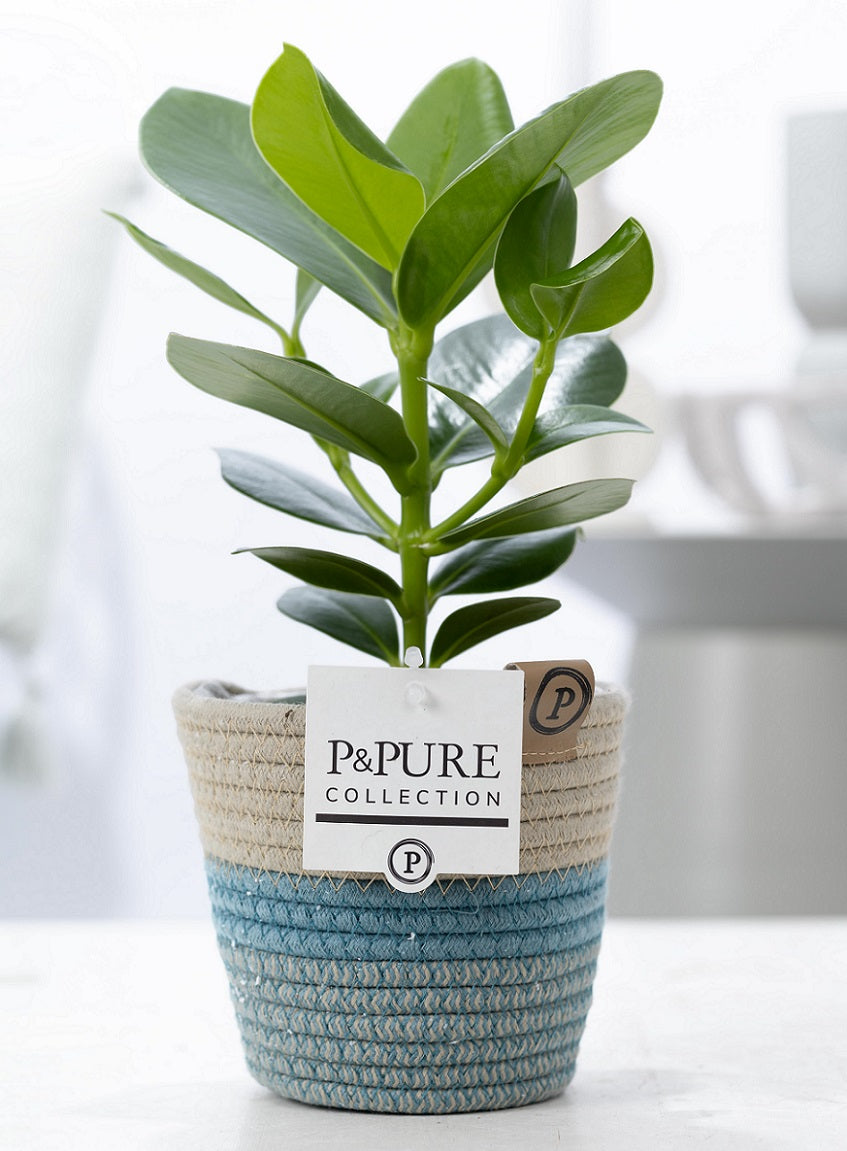 Clusia Princess 30cm 12cm Pot
