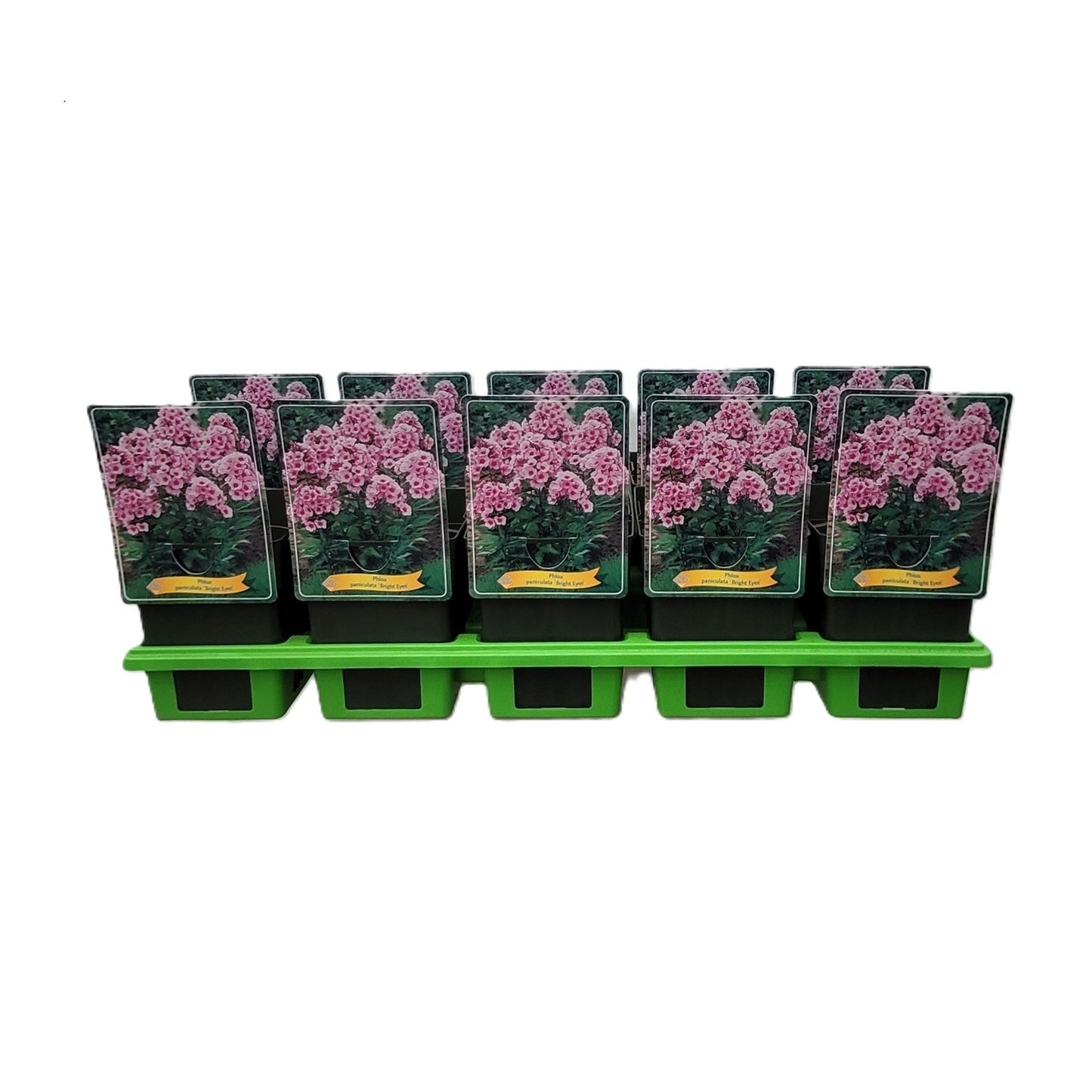 Phlox pan. Bright Eyes 25cm 11cm Pot