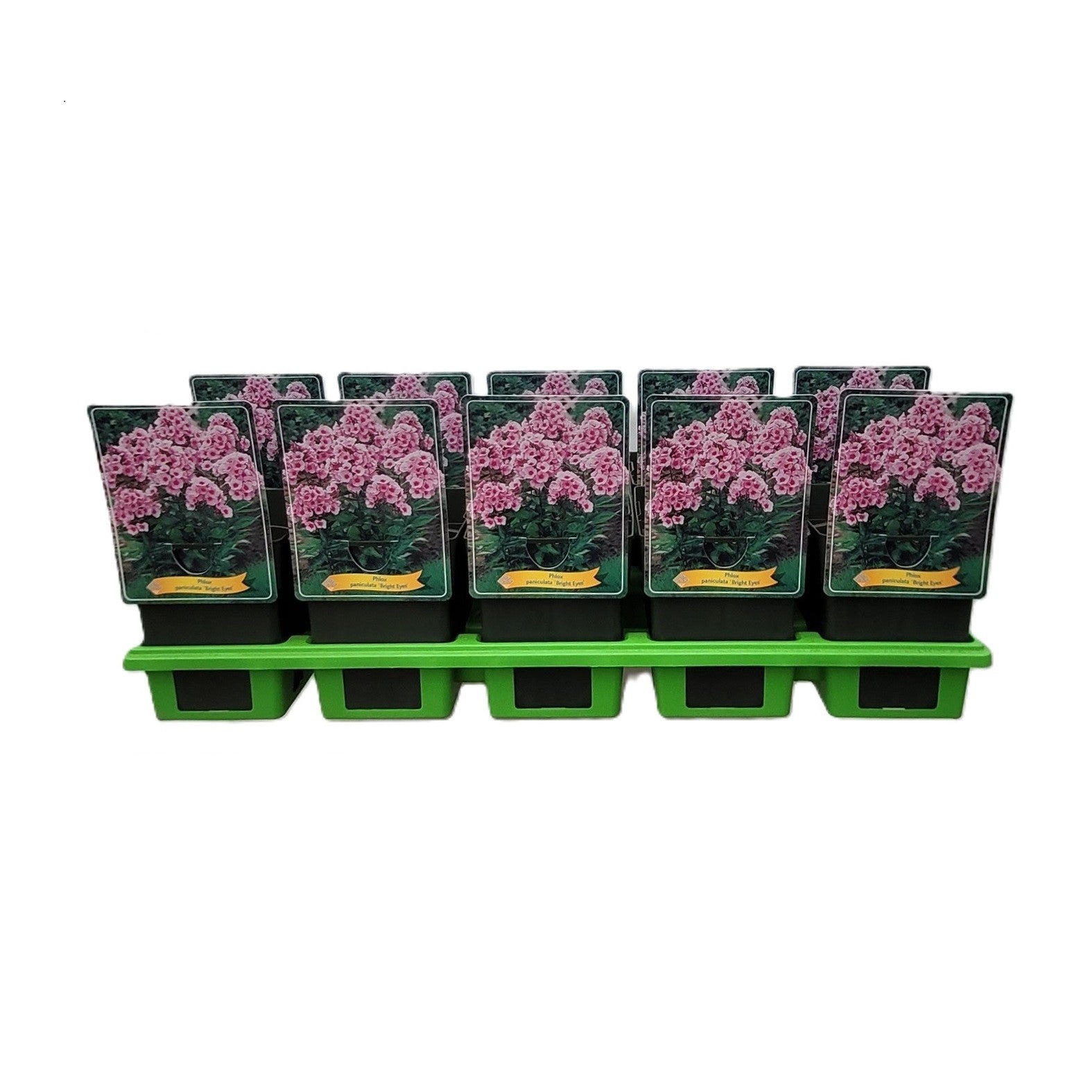 Phlox pan. Bright Eyes 25cm 11cm Pot