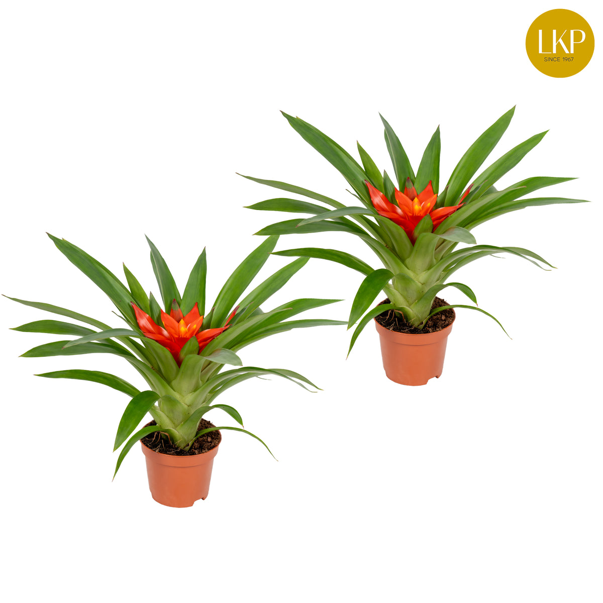 Guzmania Glow 30cm 9cm Pot