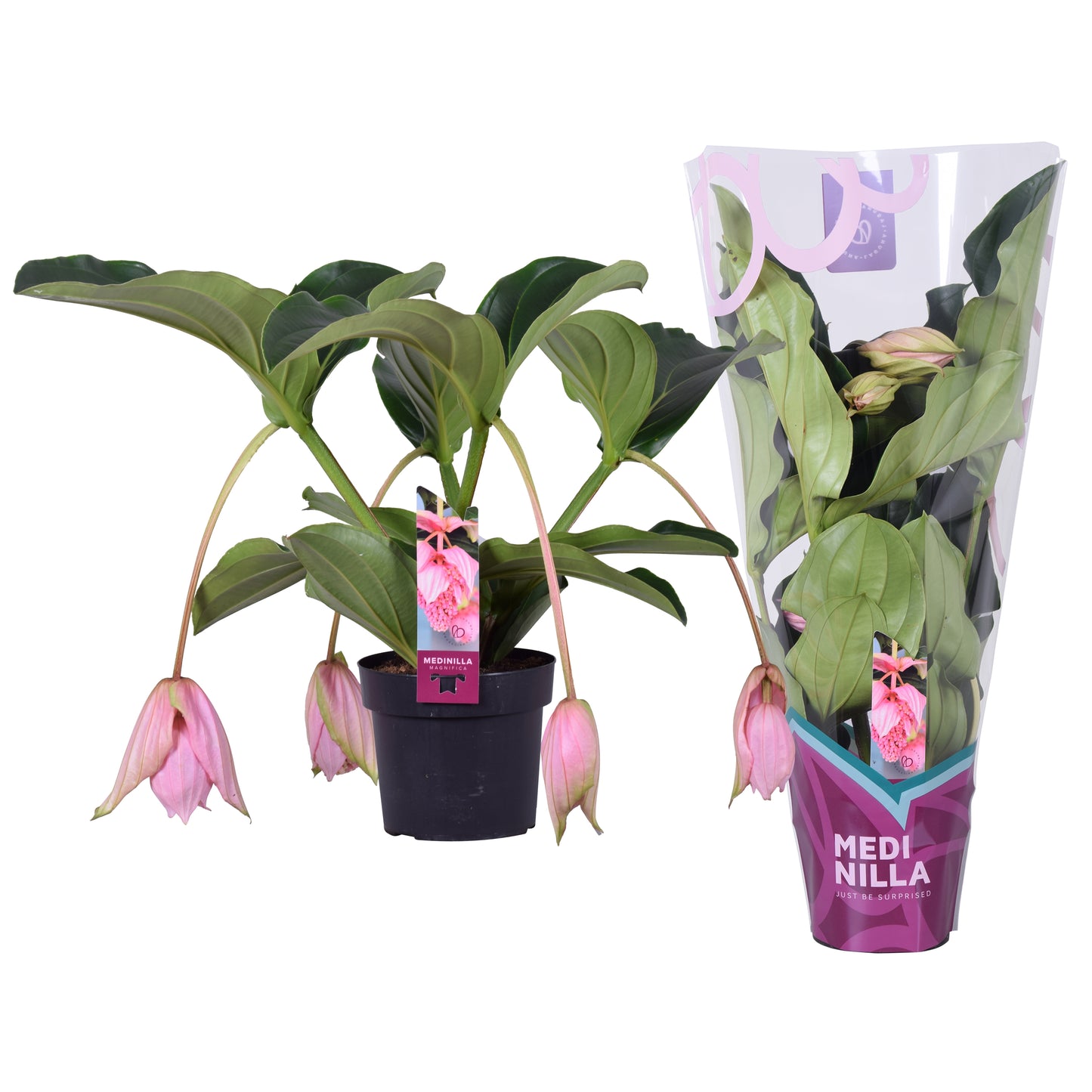 Medinilla magnifica 55cm 17cm Pot