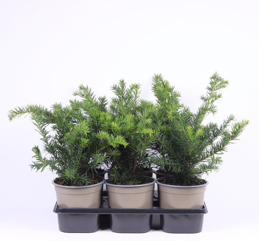 Taxus Repandens 40cm 15cm Pot
