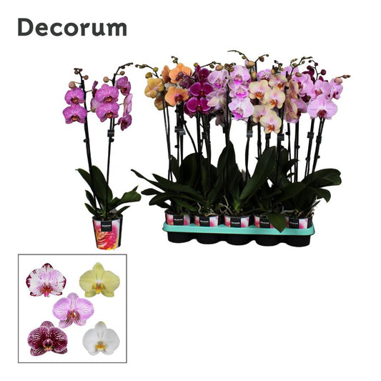 Phalaenopsis mix 65cm 12cm Pot