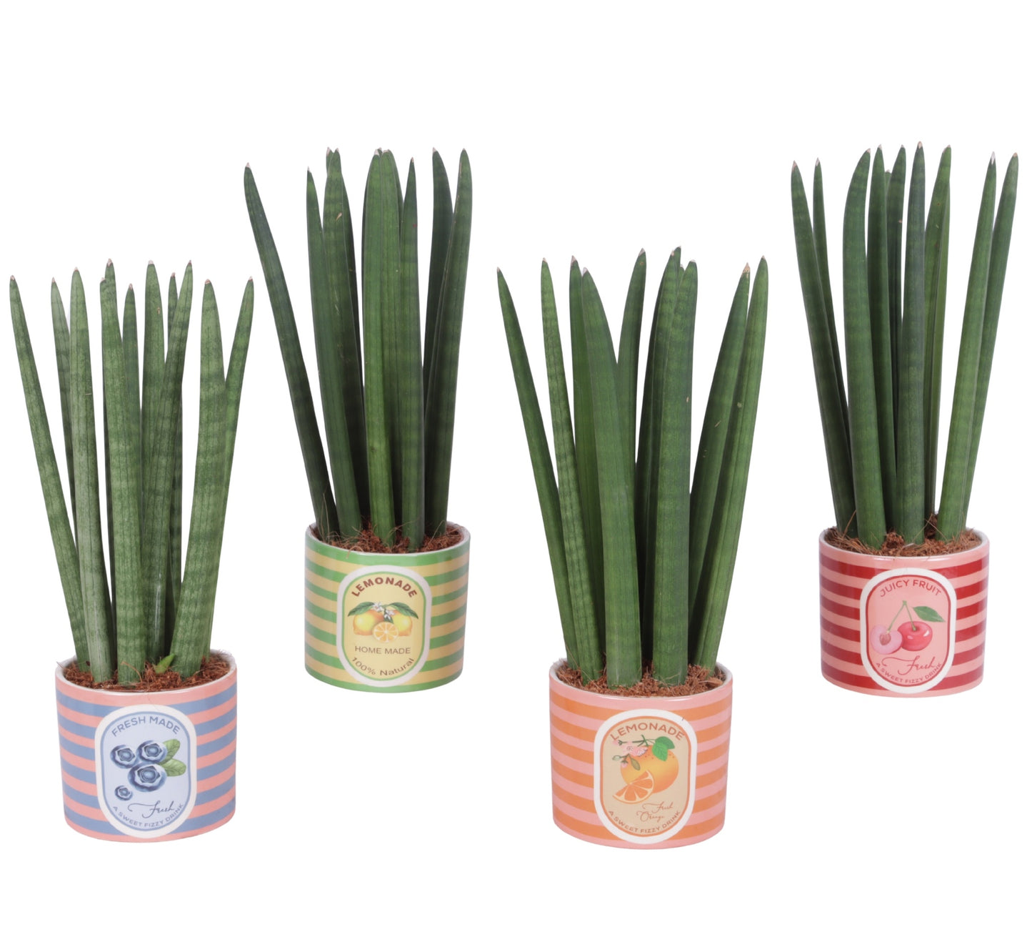 Sansevieria cylindrica 35cm 12cm Pot