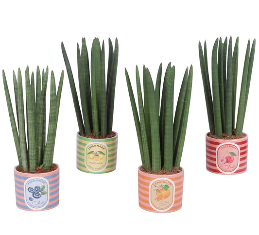 Sansevieria cylindrica 35cm 12cm Pot