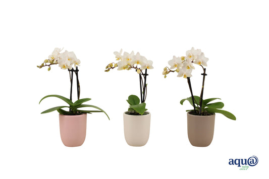 Phalaenopsis hybrid 17cm 6cm Pot