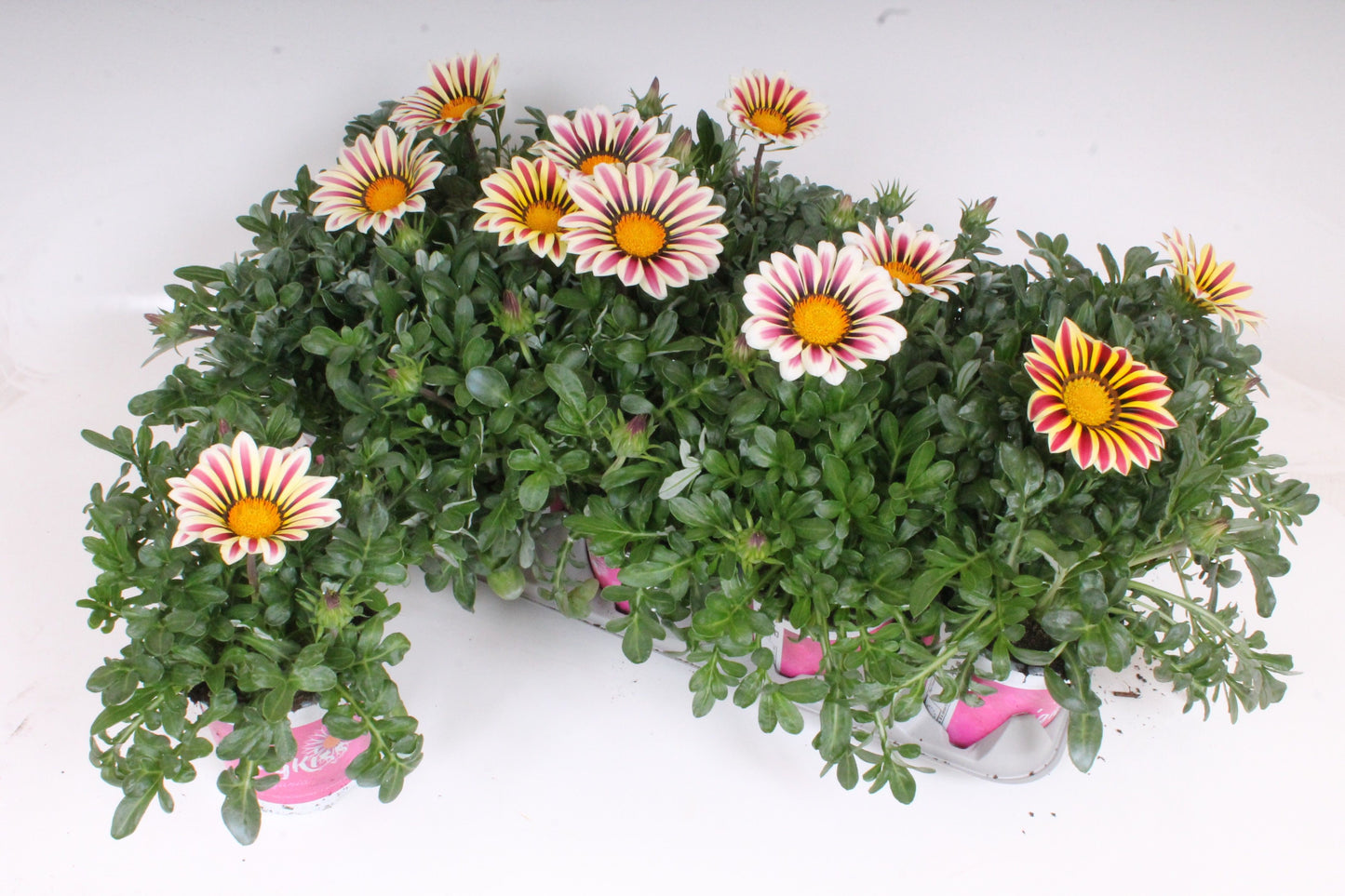 Gazania Big Kiss White Flame 30cm 12cm Pot